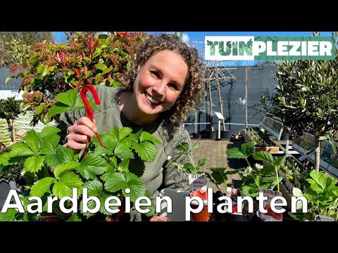 Video: Soorten aardbeienplanten - Informatie over verschillende aardbeien in de tuin