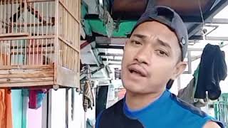 dagang pindang -(tiktok )