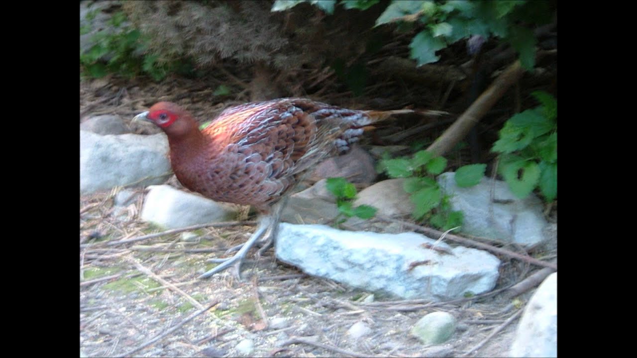 Scintillating Copper Pheasant (Syrmaticus Soemmerringii Scintillans