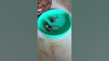 Rượu ngâm đãi khách!!!