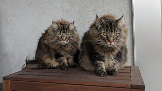 When your Cats enjoy Stormy Weather | Norwegian Forest Cats