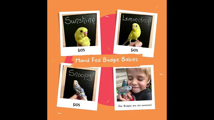 #birds #handfed #cuteanimals