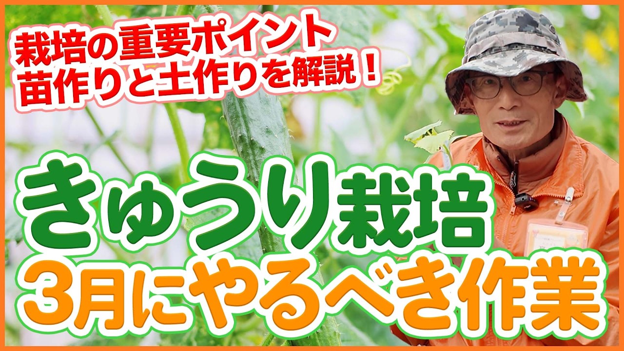 【きゅうり栽培】3月にやるべき作業！苗作りと土作りのポイントを解説！【シェア畑】【農園ライフ】