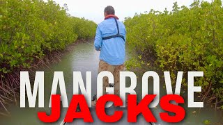 Chasing Mangrove Jacks - Tiny Creek