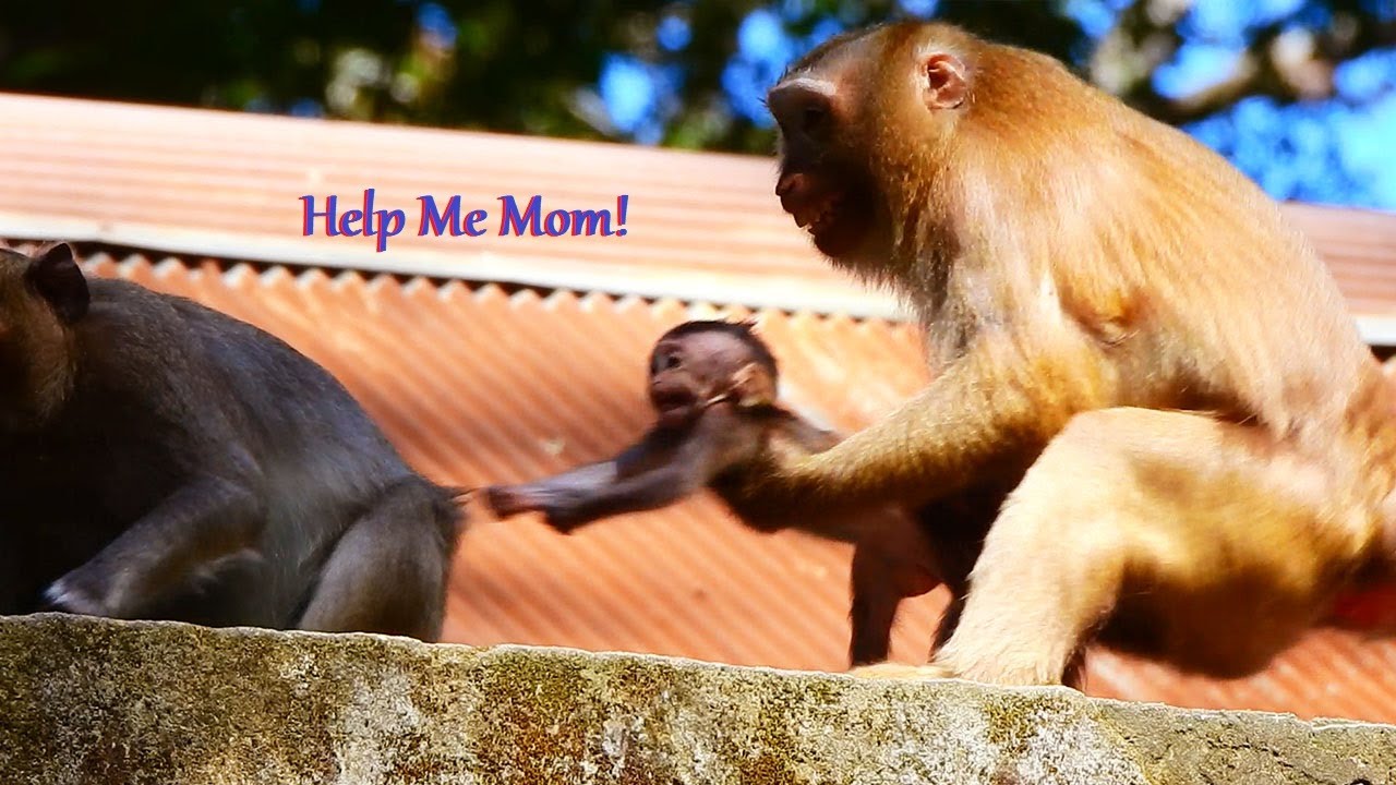 Help Me Monkey OH Help! mom does not care much for little monkey until big monkey ...