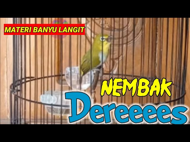 pleci buxtoni nembak deres ngotot geter geter| pleci bustomi gacor nembak materi pleci Banyu langit class=