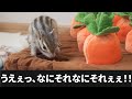 おもちゃの穴を見つけたリスが取った行動がヤバすぎた