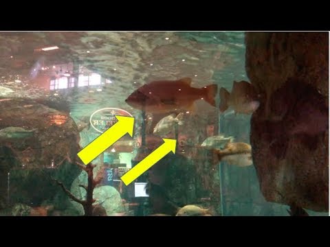 How to <strong>Increase</strong> your Chance of Catching a Bass! Where Basses are Hiding!