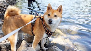 What Does a Dog Think About All Day by Super Shiba 4,256 views 1 year ago 5 minutes, 11 seconds