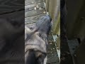 Wir Unterwegs In Schönsee No V Song Short Schönsee Akita Wolf Liebe Forever