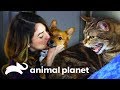 O gato Darkness muda para o lado bom da força | Meu Gato Endiabrado | Animal Planet Brasil