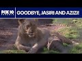 Phoenix Zoo lion brothers are moving to Miami l FOX 10 Phoenix