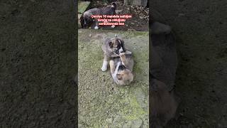 Sattığım tavuğa ne olduğunu sorduklarında benim ufak çaplı performans #keşfet #köpek #enik #öneçıkar