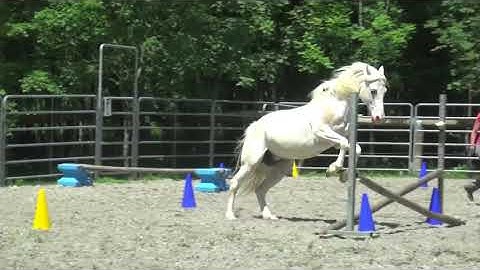 Clicker training horses: liberty jumping