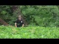 How to grow an incredible soybean food plot