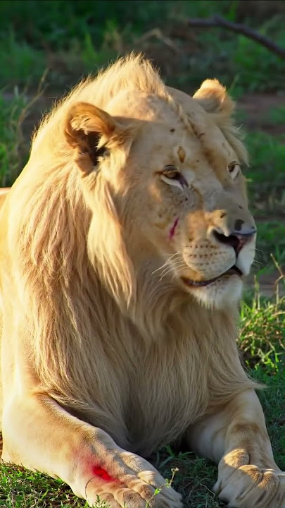 The White Lion Lost Everything… A Tiger’s Savage Ambush #lion #wildlifeentertainment #animals