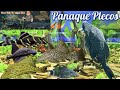 Pleco Talk W/ Aqua Alex Ep. 2: Panaque Plecos