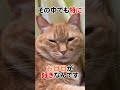 あなたのそこに惹かれたの　#猫　#すずつむふう 　#キジトラ　#茶トラ