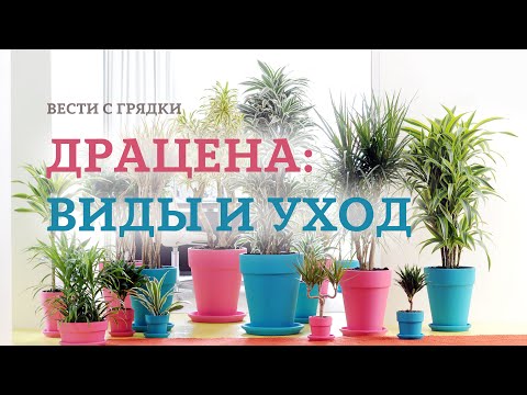 Video: Dracaena marginata: foto, hjemmesykepleie