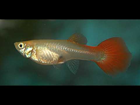 Video: 3 načina za snižavanje pH akvarija