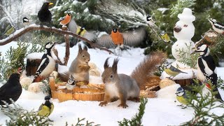 Hang Out with Forest Friends and The Snowman☃️ Cat TV for Cats to Watch😽 10 hours (4K HDR) Dog TV by Red Squirrel Studios 62,263 views 3 months ago 10 hours