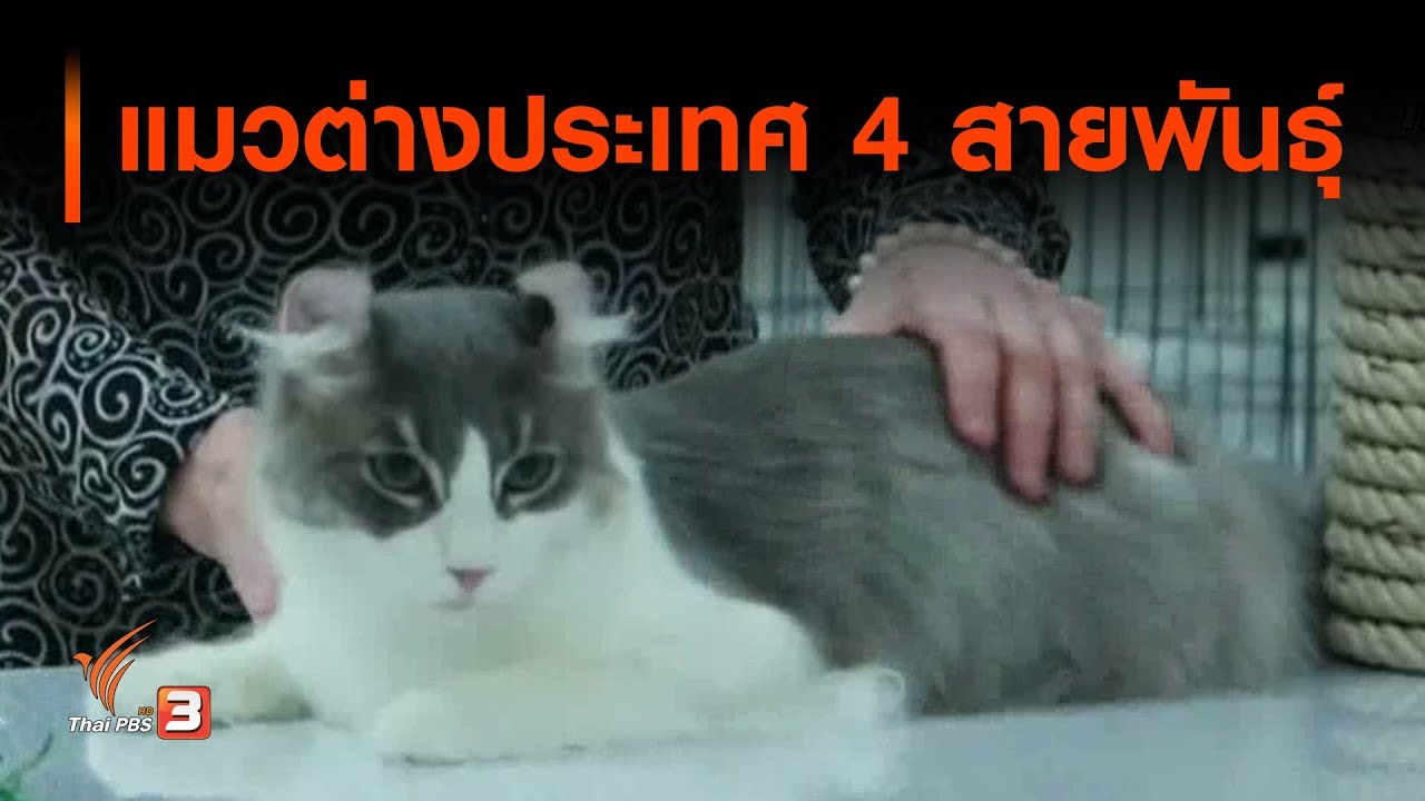 แมวต่างประเทศ 4 สายพันธุ์ : จับตาข่าวเด่น (24 ก.พ. 63) - Youtube