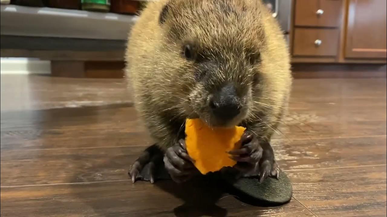 Cute (angry) beaver noises YouTube