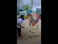 नंदीबैला🐂डीझेल आणि पेट्रोल चे Rate कमी होईल का?❌🤣😁😍#comedy #animals  #nandibail #diesel #petrol Mp3 Song