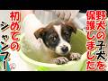 【保護犬 子犬 お名前募集】野犬の子犬を保護しました