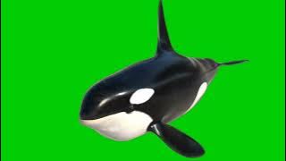 Ikan paus orca greenscreen - gratis