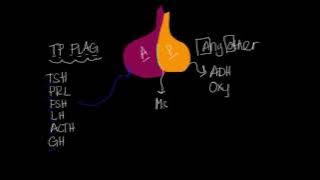 Pituitary Gland & Hormones: SUPER SIMPLE!