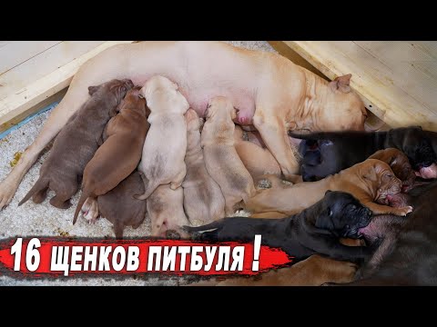 Щенки питбуля вцепились как пиявки !!! У КИМИ БОЛЬШИЕ ПРОБЛЕМЫ С ТИТЬКОЙ.... !!! Большая глистогонка