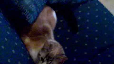 Kitten playing and hiding under pillow, cute