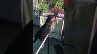 Download lagu Dancing female palm cockatoo kakatua raja betina Dancing female palm cockatoo kakatua raja betina