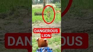 This boy got shocked by dangerous lion #lion #animal #animalshorts #lionanimal #animalsvideo