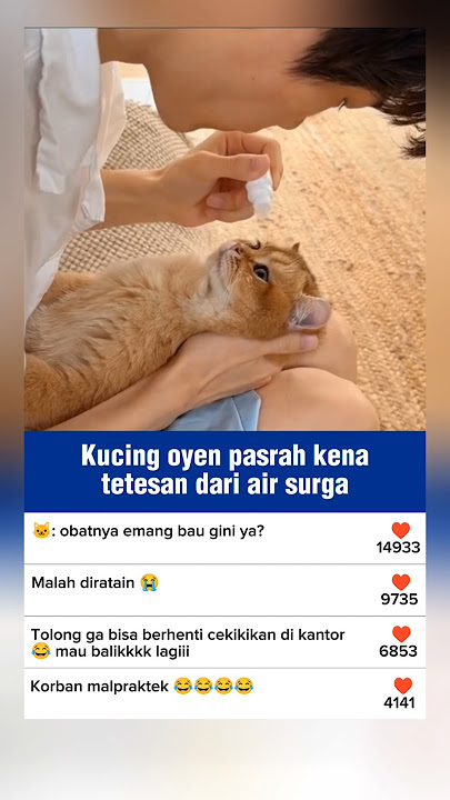 Kucing oyen pasrah kena tetesan dari air surga #shorts #kucinglucu #imut #cat #cute #pets
