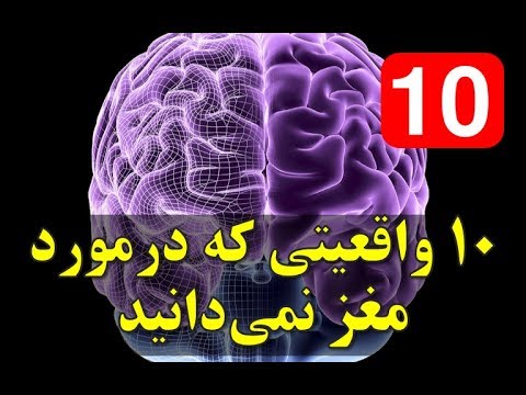 تصویری: مغز پرنده: ساختار و عملکرد