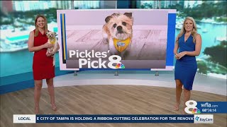 Pickles' Pick