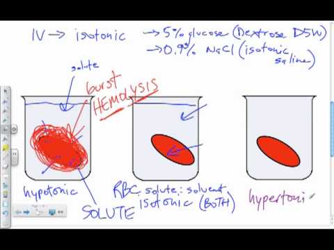 Bio B12 Osmosis Part Ii Isotonic Hypotonic Hypertonic