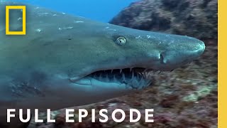 Australia's Deadliest Coast (Full Episode) | When Sharks Attack: There Will Be Blood