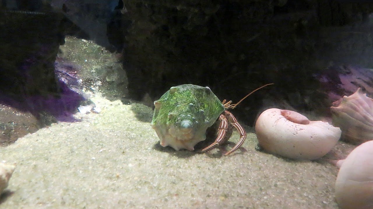 Virginia Beach - 34 of 41 - Aquarium - Hermit Crabs - So Cute - YouTube