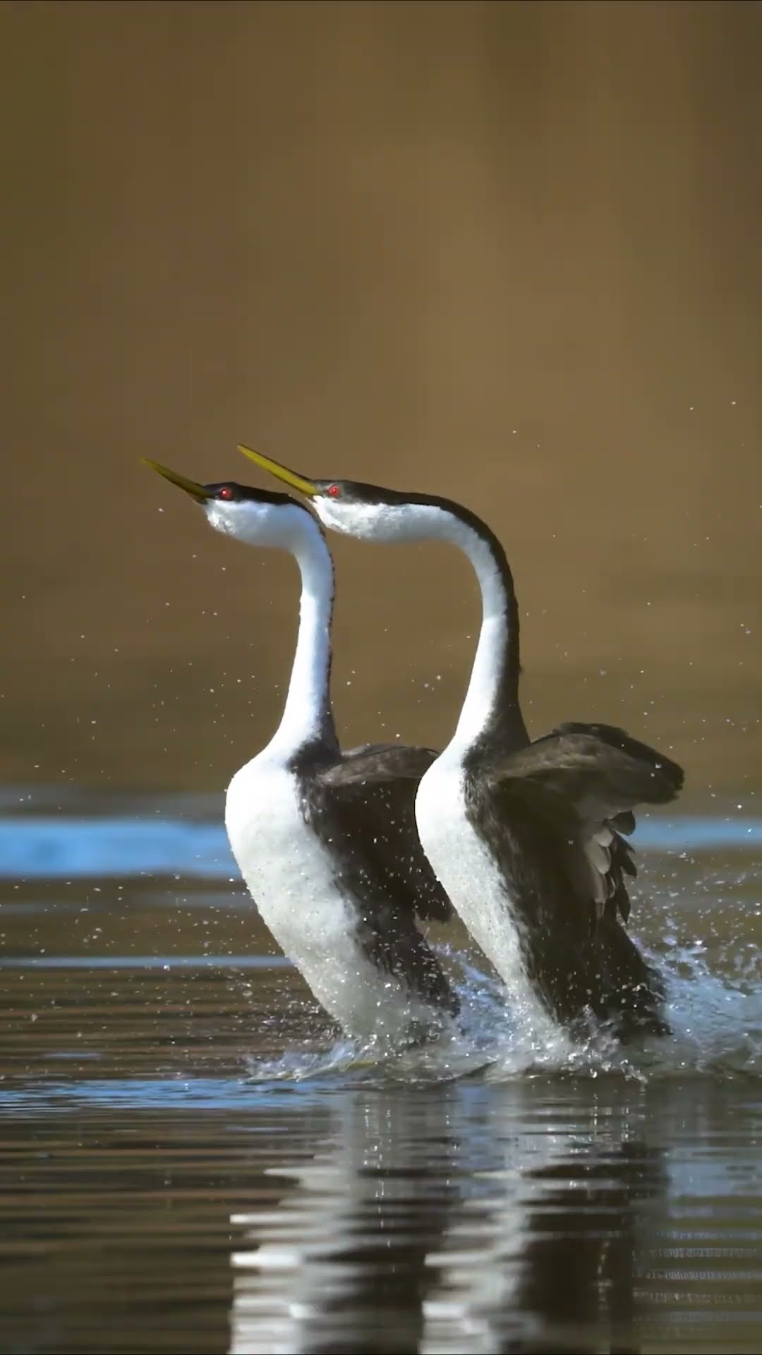 Racing for a mate ❤️? #BirdsOfTheWorld #WildlifeOnEarth #Shorts #AnimalBehaviour