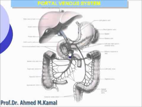 Abdomen   Portal venous system  :: dr.arabs