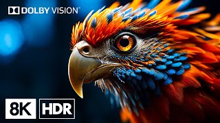 นกสวยงามโดย 8K HDR | ดอลบี้วิชั่น™