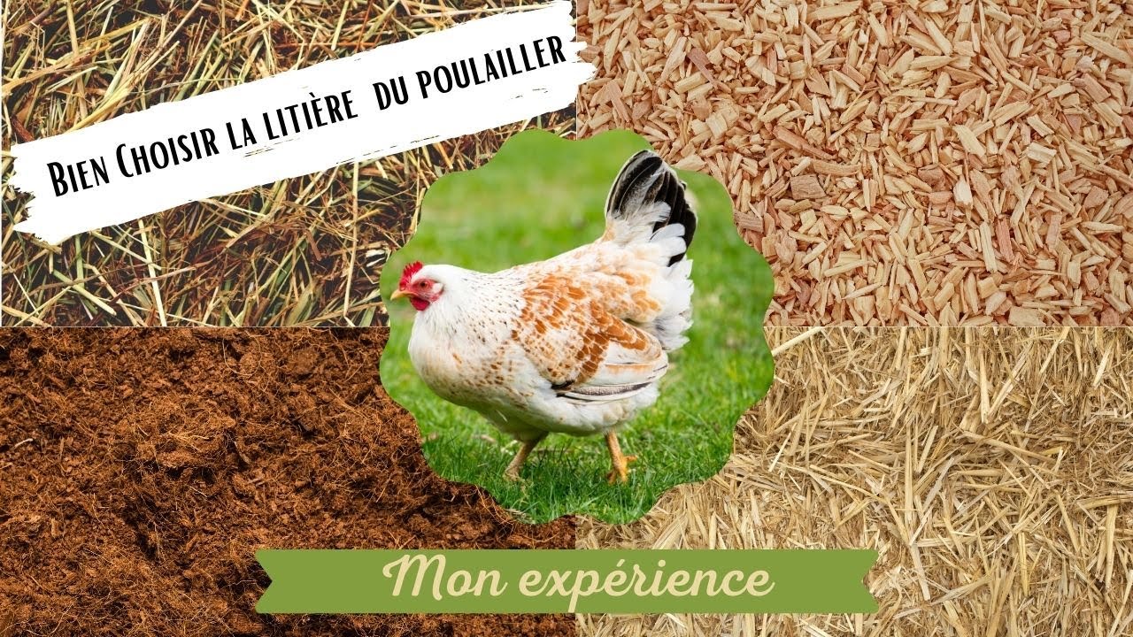 Quelle litière choisir pour le pondoir de mes poules ?