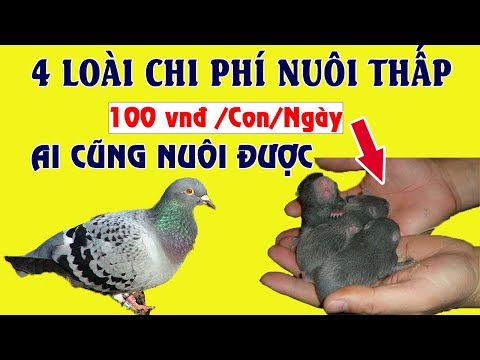 Top 4 vật nuôi chi phí thức ăn cực thấp lợi nhuận cao đáng kể chỉ 100vnđ mỗi con ai cũng nuôi được. | Foci