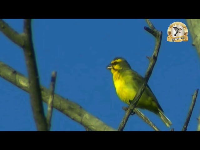 Burung Mozambik di alam liar /kehidupan burung Mozambik di habitat alami keren banget class=