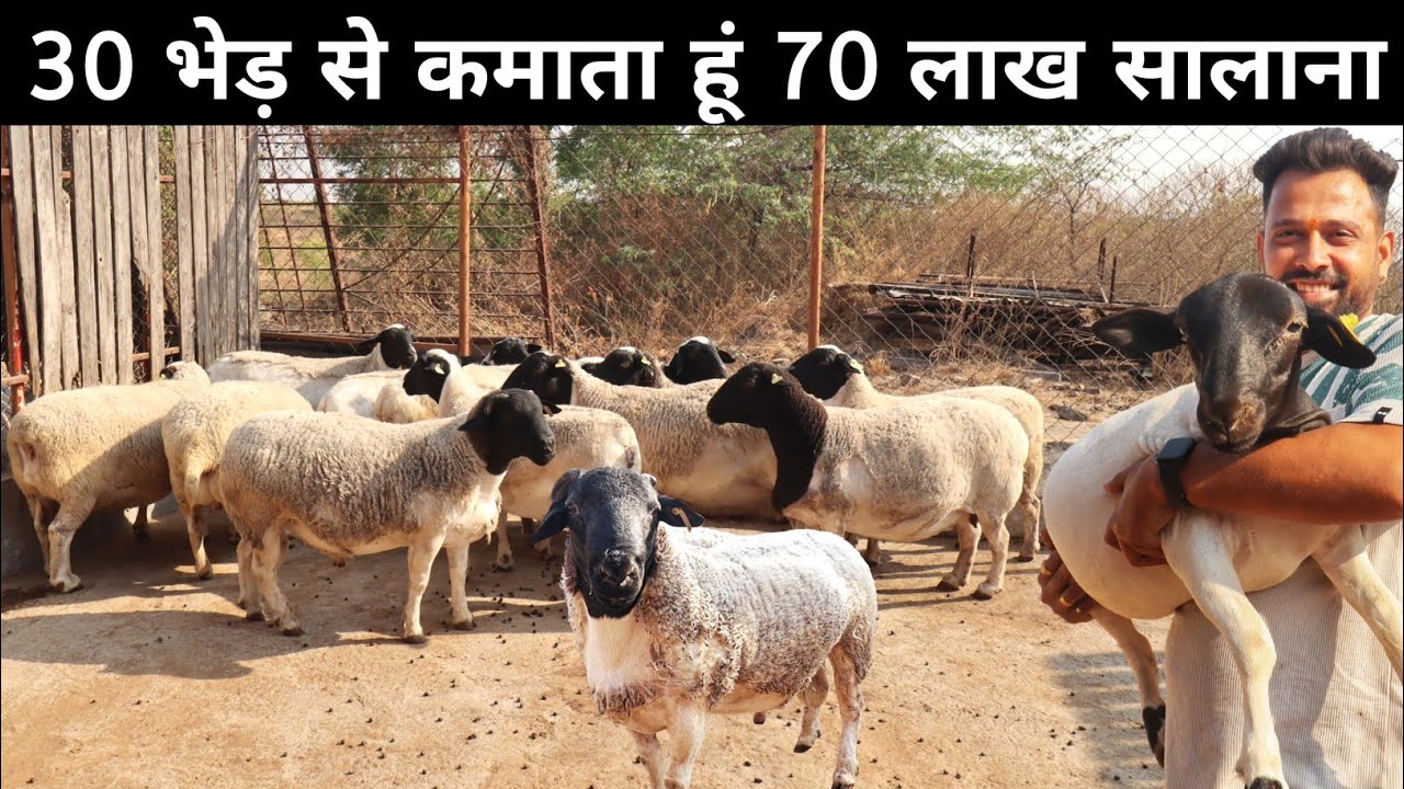 सबसे ज़्यादा वजन लेने वाली भेड़ | Black Head Dorper Sheep | Dorper Sheep in India | Sheep Farming
