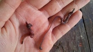 How to hook worms! Fishing with live bait! How to Fish channel 