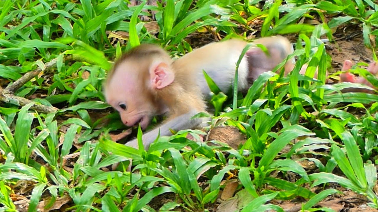 Sad...!!! Baby Lynx c.r.y shaking body unhappy with mom Luna not comfort & hugs him